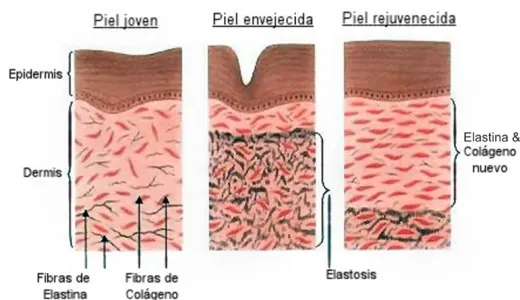 Colágeno en la piel